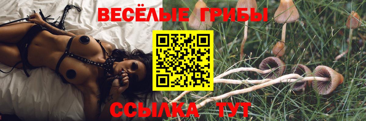 Псилоцибиновые грибы Psilocybe Егорьевск